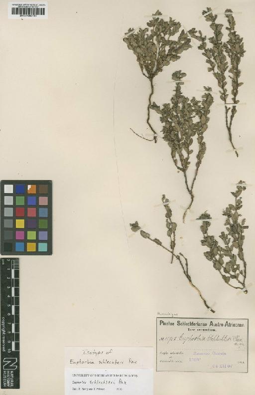 Euphorbia schlechteri Pax - BM001050434