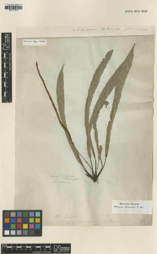 Blechnum patersonii (R.Br.) Mett. - BM001048210