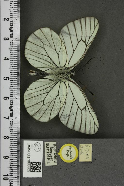 Aporia crataegi ab. melana Tutt, 1896 - BMNHE_1080305_69987