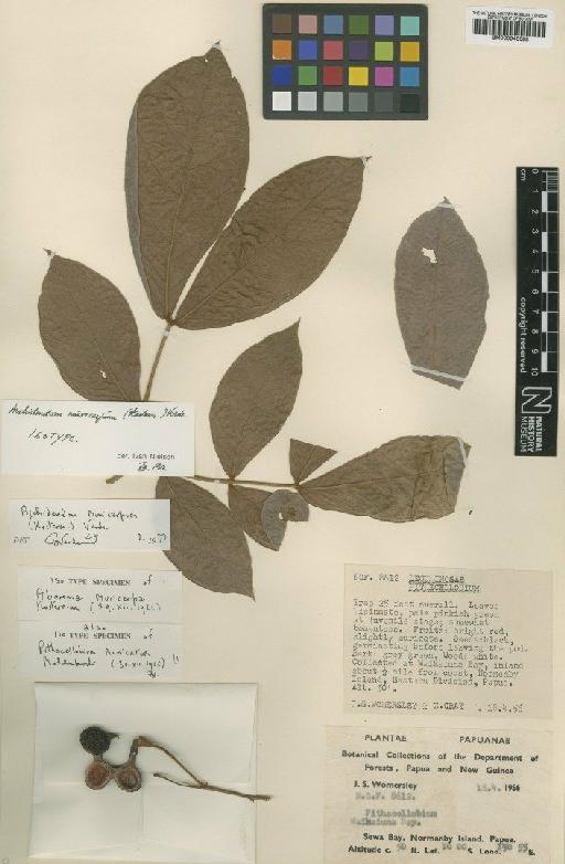 Archidendron muricarpum (Kosterm.) Verdc. - BM000946688