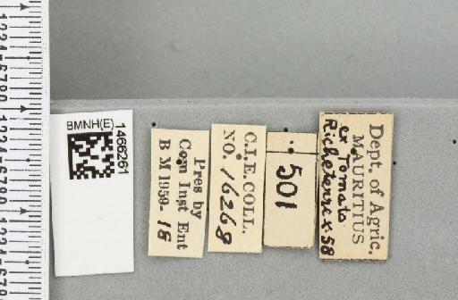 Neoceratitis cyanescens (Bezzi, 1923) - BMNHE_1466261_label_27051