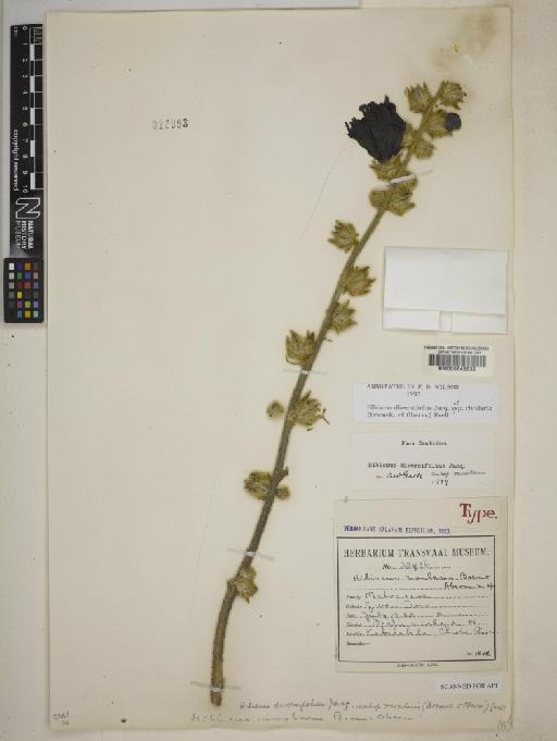 Hibiscus diversifolius subsp. rivularis (Bremek. & Oberm.) Exell - 000645532