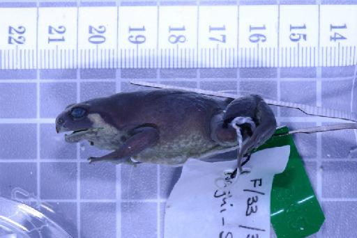 Callulops humicola compta (Zweifel, 1972) - Image of specimen 1961.842