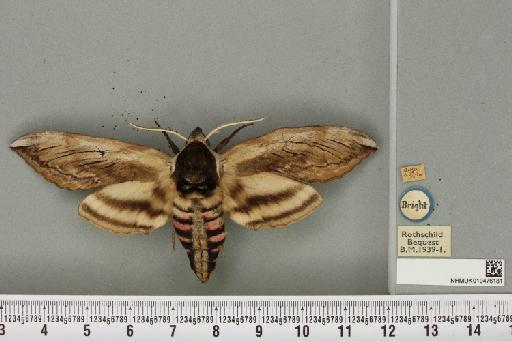 Sphinx ligustri Linnaeus, 1758 - NHMUK_010476181_533883