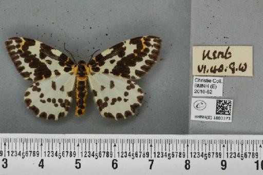 Abraxas grossulariata (Linnaeus, 1758) - BMNHE_1883373_439261