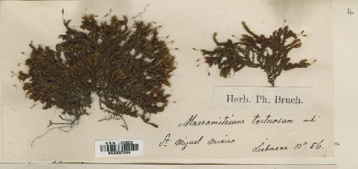 Macromitrium guatamalense Müll.Hal. - BM000873198