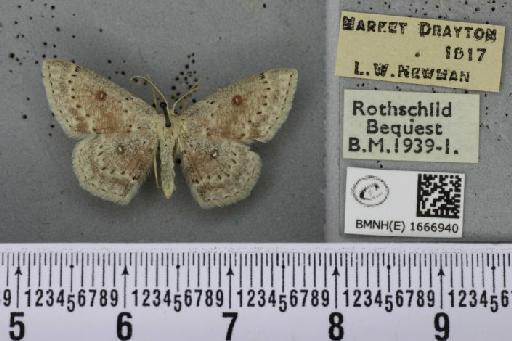 Cyclophora albipunctata ab. subroseata Woodforde, 1902 - BMNHE_1666940_274290