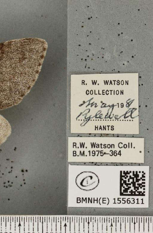 Calliteara pudibunda (Linnaeus, 1758) - BMNHE_1556311_label_255310