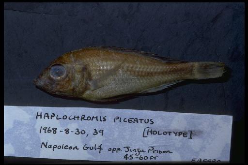 Haplochromis piceatus Greenwood & Gee, 1969 - Haplochromis piceatus; 1968.8.30.39