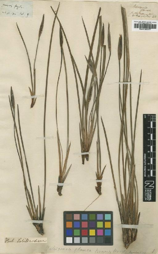 Patersonia fragilis (Labill.) Asch. & Graebn. - BM000990547