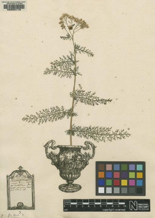 Achillea millefolium L. - BM000647160