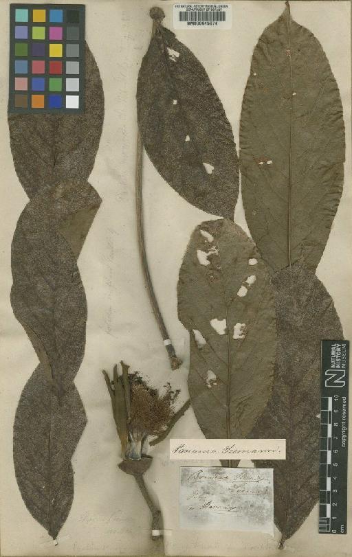 Pseudobombax septenatum (Jacq.) Dugand - BM000645674