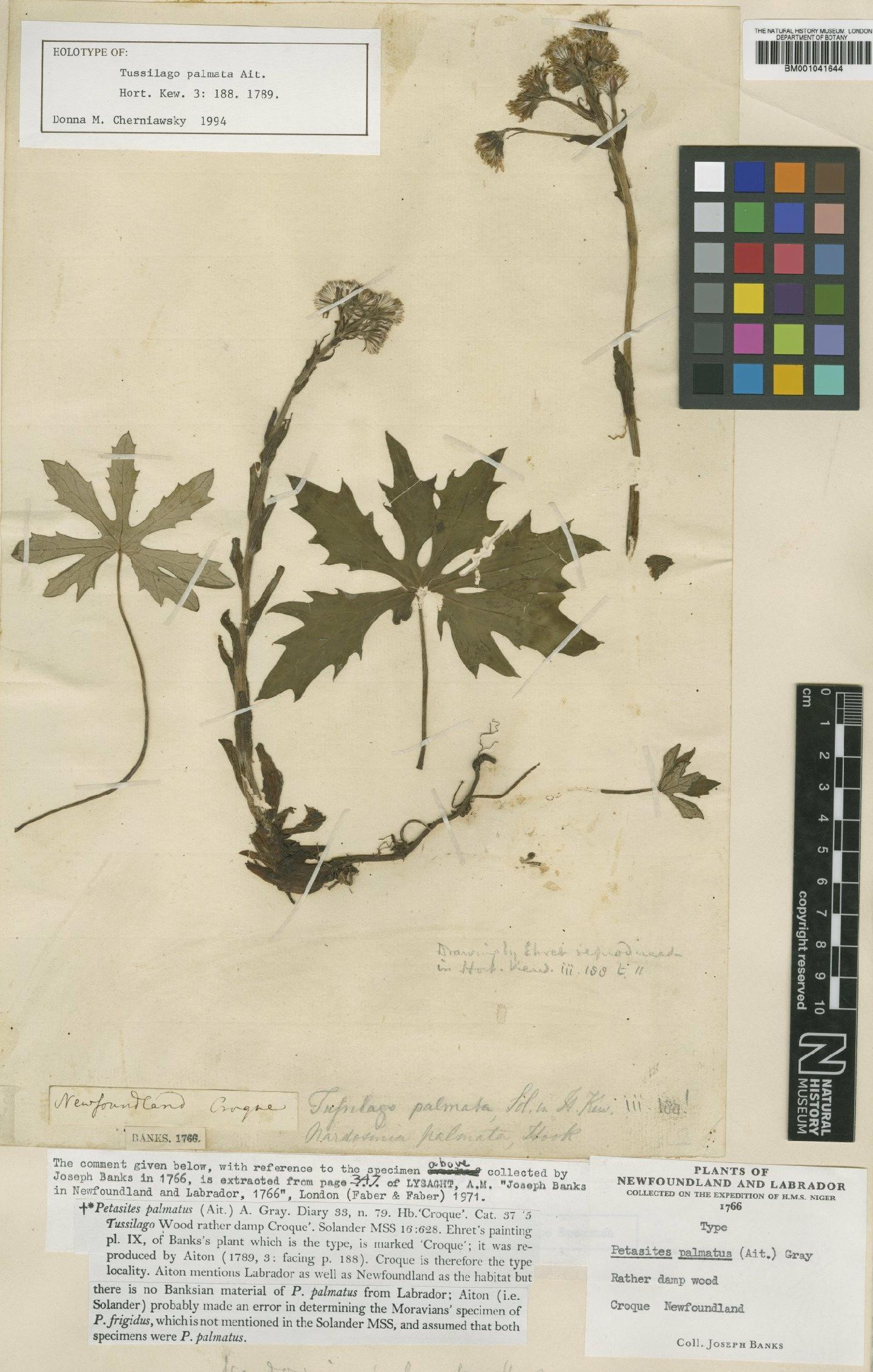 To NHMUK collection (Petasites palmatus (Aiton) Gray; Type; NHMUK:ecatalogue:1186419)