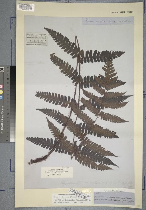 Megalastrum fibrillosum (Baker) R.C.Moran, J.Prado & Sundue - Spruce - BM000777148