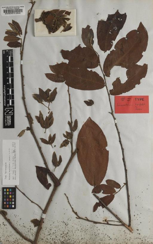 Miliusa horsfieldii (Benn.) Baill. ex Pierre - BM000554019