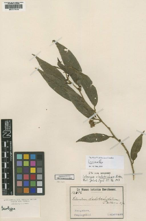 Lycianthes cladotrichota Bitter - BM000778204