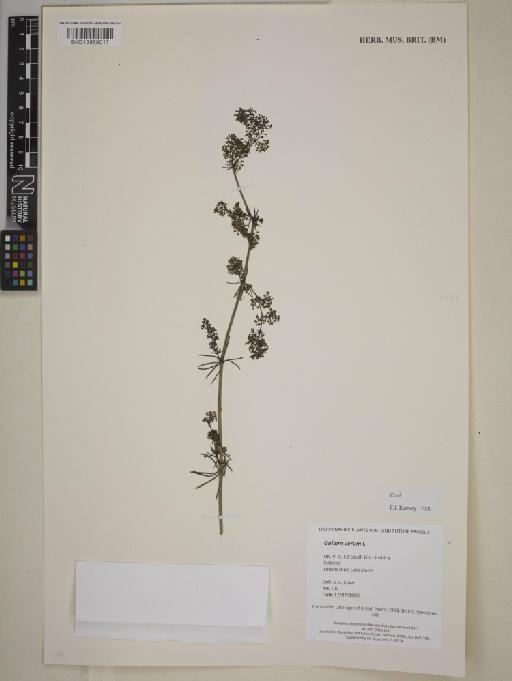 Galium verum L. - BM013858017