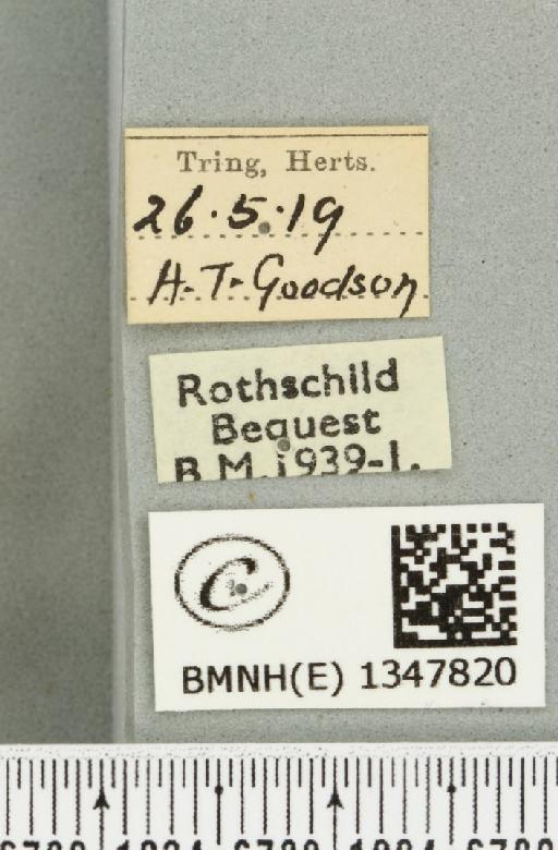 Korscheltellus lupulina ab. senex Pfitzner, 1912 - BMNHE_1347820_label_186345
