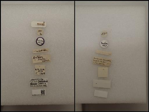 Entedon (Omphale) diocles Walker, 1839 - Entedon (Omphale) diocles Walker, 1839 NHMUK010198744  5.1349 labels