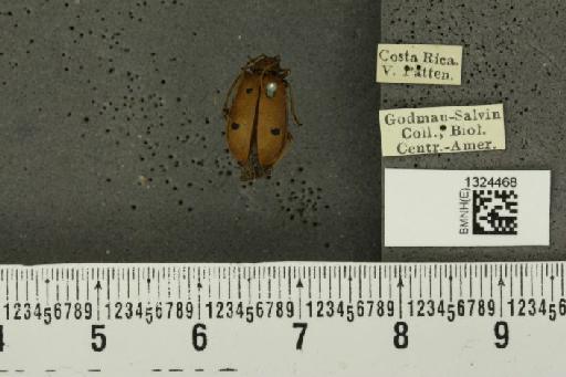 Isotes sexpunctata (Jacoby, 1878) - BMNHE_1324468_21973