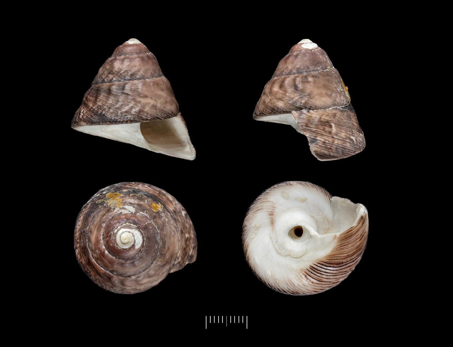 To NHMUK collection (Chlorostoma castaneum A. Adams, 1853; SYNTYPES; NHMUK:ecatalogue:2384645)