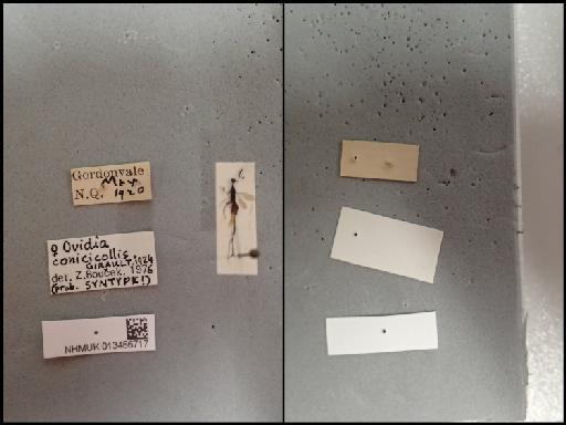 Ovidia conicicollis Girault, 1924 - 013456717_Ovidia_conicicollis_F_poss ST_labels