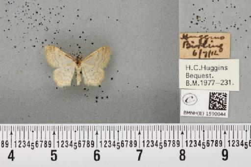 Idaea fuscovenosa (Goeze, 1781) - BMNHE_1590044_297319