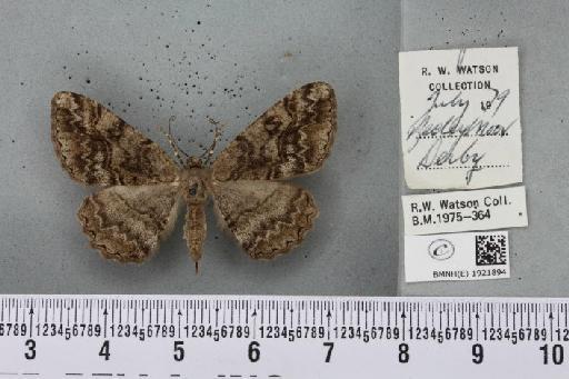 Alcis repandata repandata (Linnaeus, 1758) - BMNHE_1921894_477123