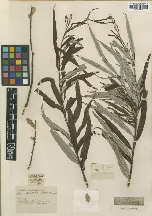 Salix viminalis L. - BM001046088