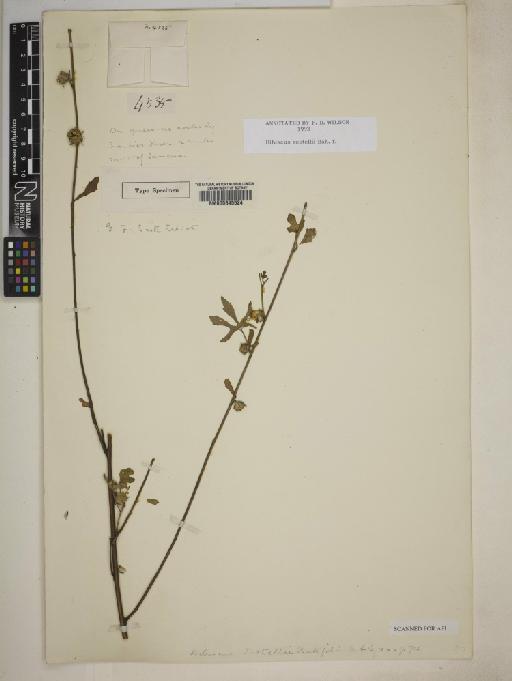 Hibiscus scotellii Baker f. - 000645524