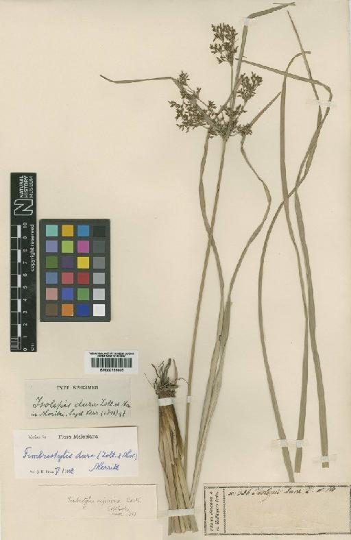 Fimbristylis dura (Zoll. & Morren) Merr. - BM000799605