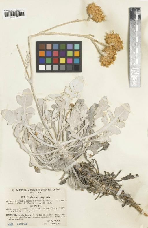 Centaurea ragusina subsp. lungensis (Ginzb.) Hayek - BM001043135