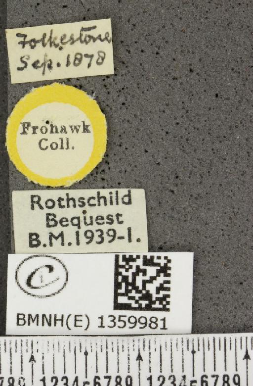Lysandra bellargus ab. marginata Tutt, 1896 - BMNHE_1359981_label_181471
