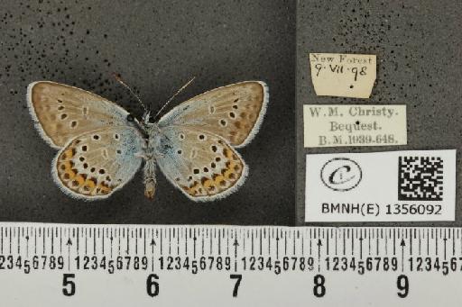 Plebejus argus argus ab. obsoleta Tutt, 1909 - BMNHE_1356092_153708