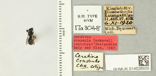 Ceratina crassula Cockerell, 1937 - 014026925_835480_1628162-