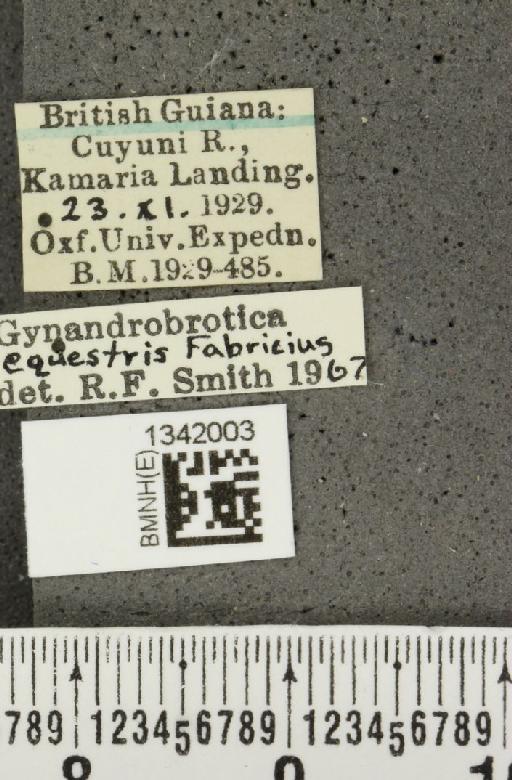 Gynandrobrotica equestris (Fabricius, 1787) - BMNHE_1342003_label_23177