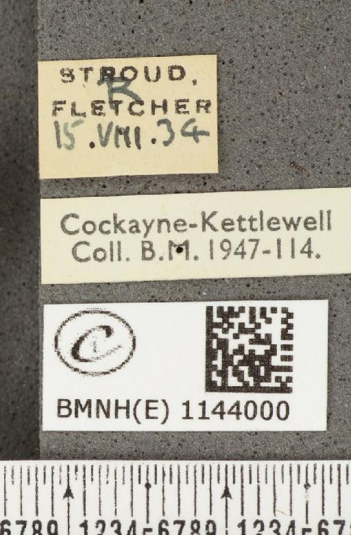 Lycaena phlaeas eleus ab. obsoleta Leeds, 1941 - BMNHE_1144000_label_108925