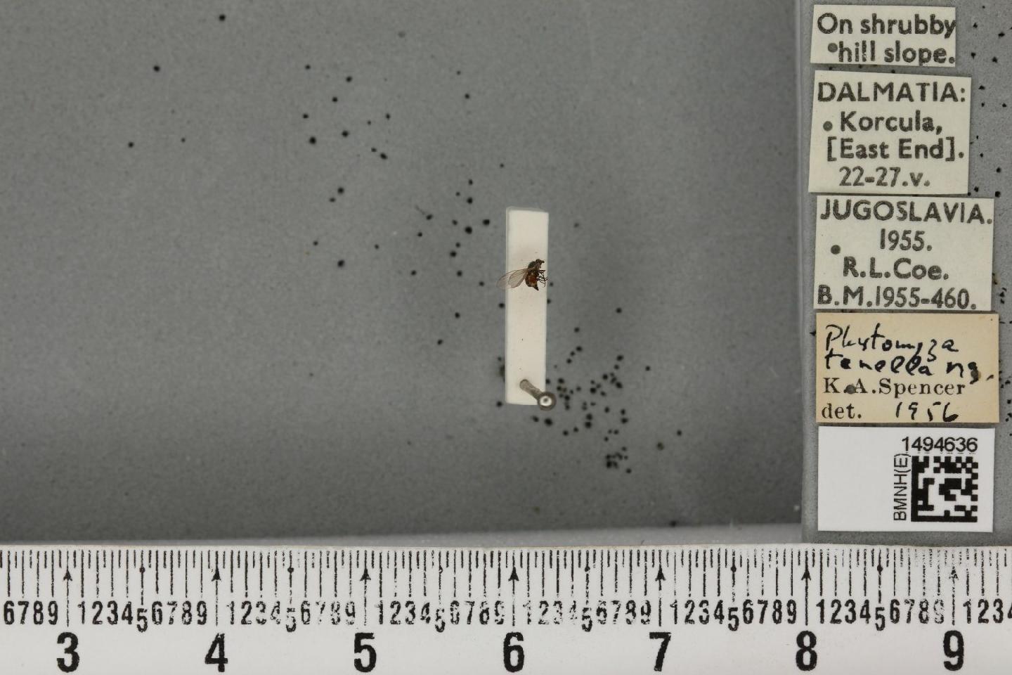 Phytomyza tenella