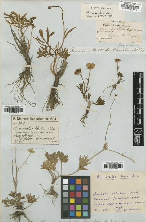 Ranunculus huetii Boiss. - BM000946015