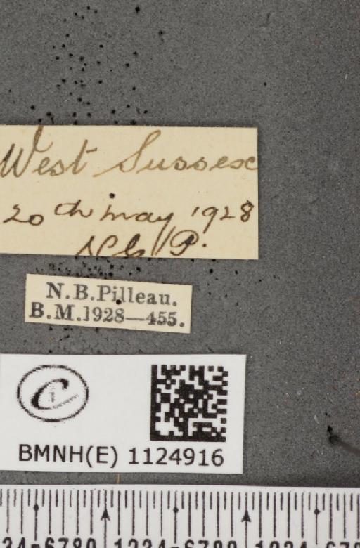 Hamearis lucina (Linnaeus, 1758) - BMNHE_1124916_label_80480