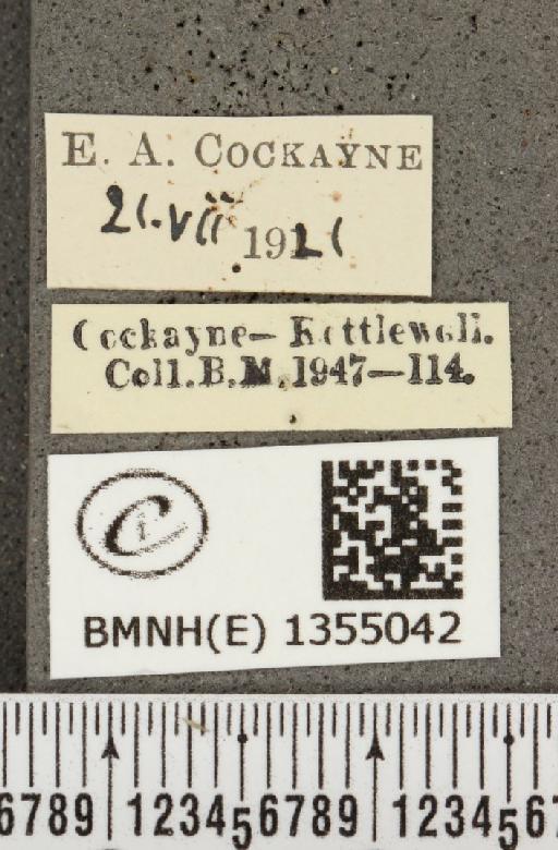 Plebejus argus argus ab. inaequalis Cockayne, 1922 - BMNHE_1355042_label_153096