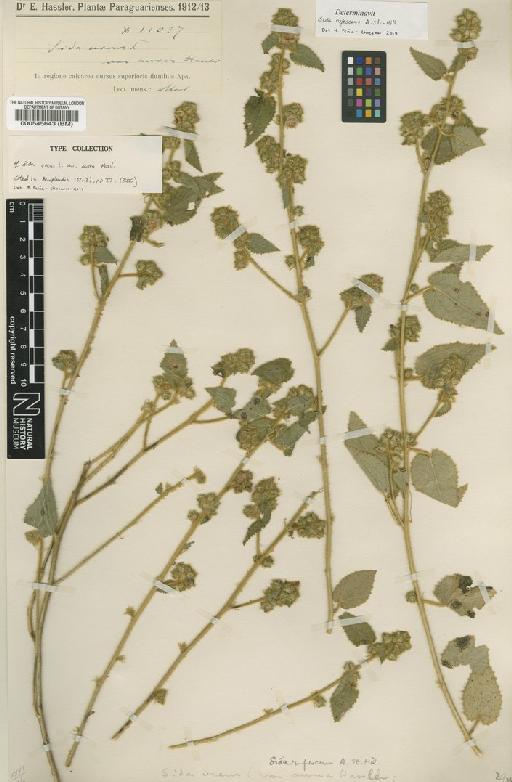 Sida rufescens A.St.-Hil. - BM000545643