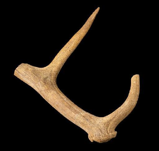 Dama Frisch, 1775 - M26884_7 Dama dama clactonia Swanscombe Left shed antler