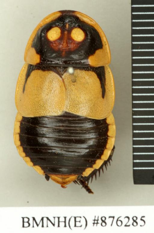 Lucihormetica subcincta (Walker, 1868) - Lucihormetica subcincta Walker, F, 1868, male, non type, dorsal. Photographer: Edward Baker. BMNH(E)#876285