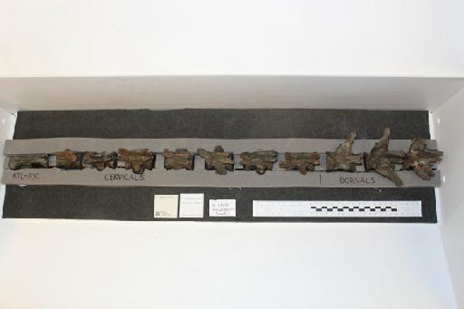 Charitomenosuchus leedsi - 010029231_L010093104