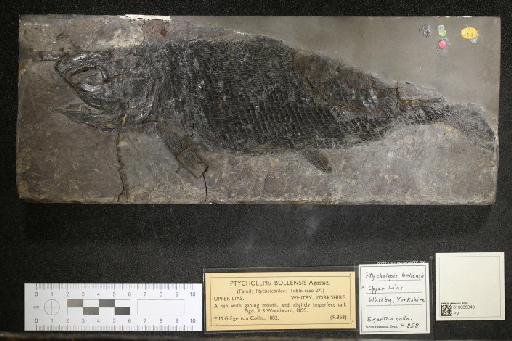 Ptycholepis bollensis Agassiz, 1832 - 010039343_L010041303