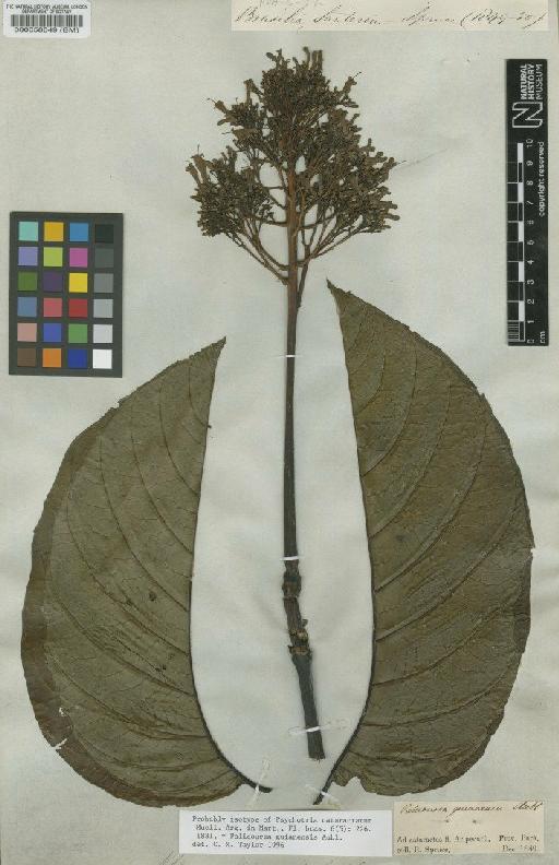 Palicourea guianensis Aubl. - BM000058049