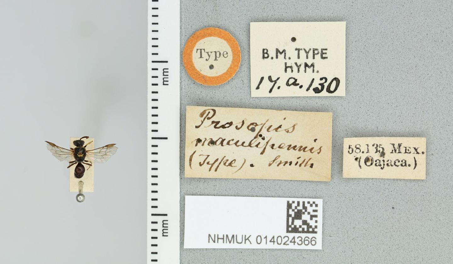 Hylaeus maculipennis