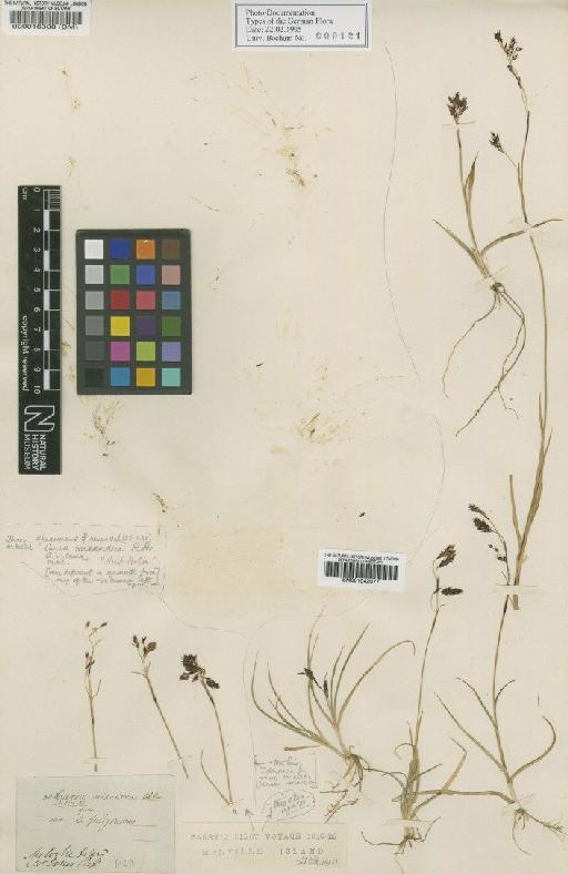 Carex misandra R.Br. - BM001042077