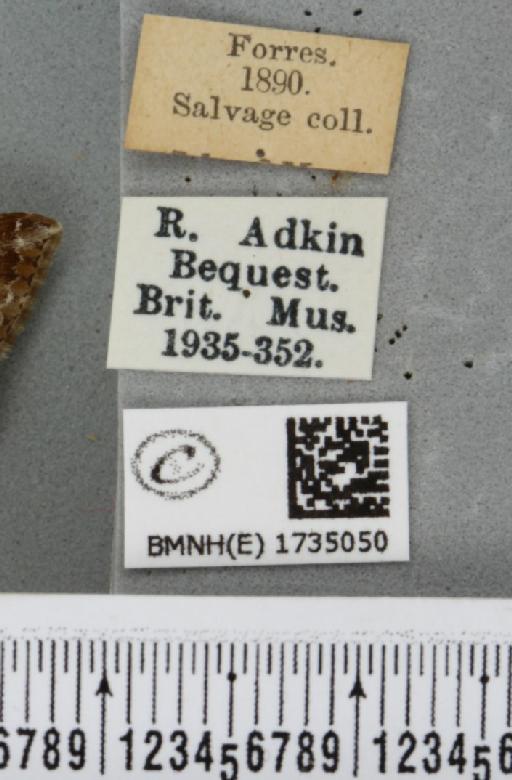 Epirrhoe alternata alternata (Müller, 1764) - BMNHE_1735050_label_316386